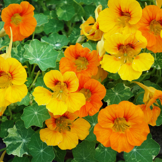 Capucine grande à fleur simple en mélange bio - Bakker