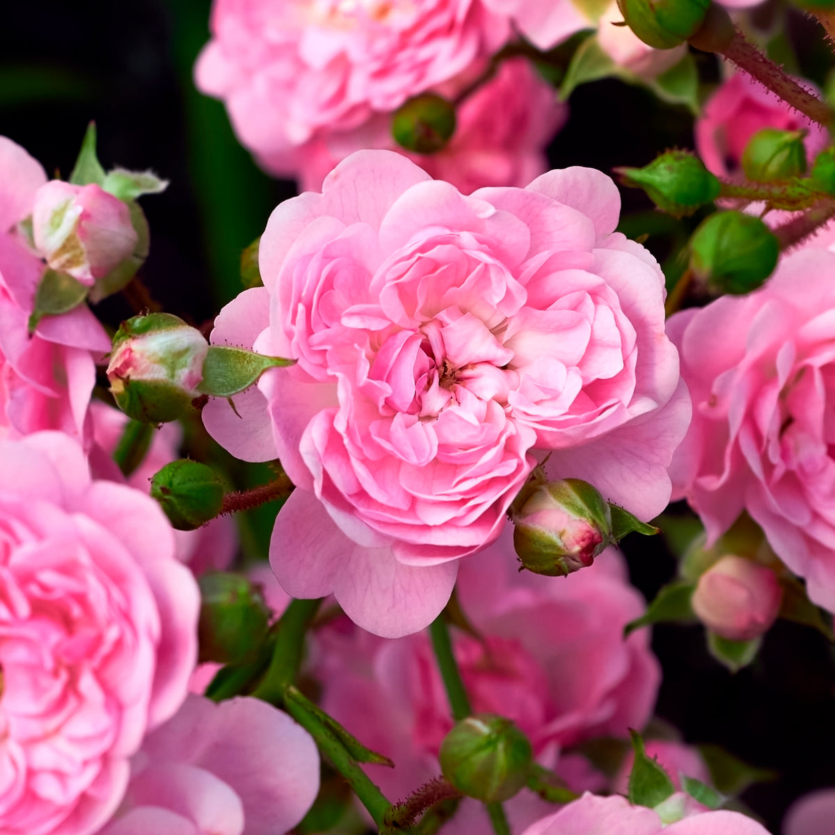 Rosiers couvre-sol - Rosier à massif 'The Fairy' - Rosa polyantha 'The Fairy'