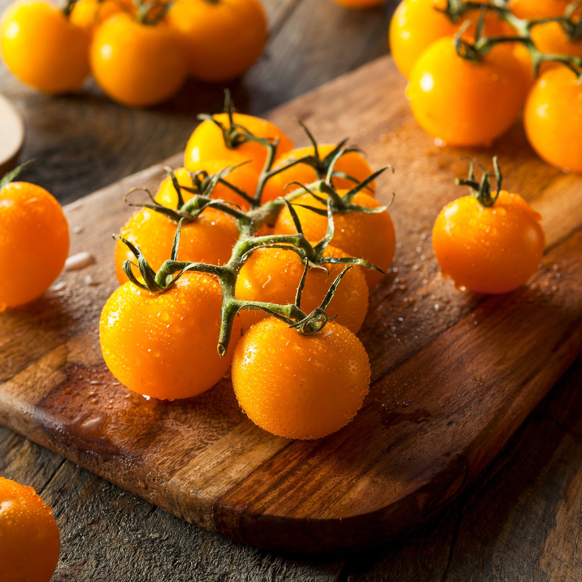 Tomate Cocktail Raisins jaunes - Solanum lycopersicum cocktail raisins jaunes - Bakker