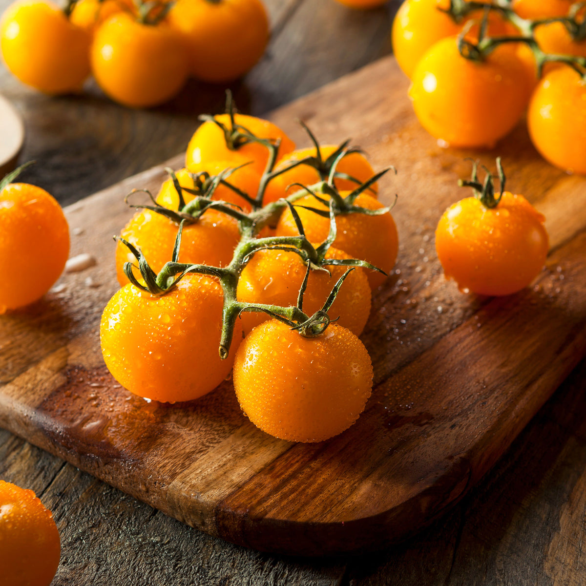 Tomate Cocktail Raisins jaunes - Solanum lycopersicum cocktail raisins jaunes - Bakker