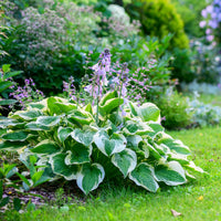 Hosta hybride patriot - Hosta 'Patriot' - Hosta