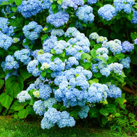 Hortensia macrophylla - Hortensia bleu - Hydrangea macrophylla