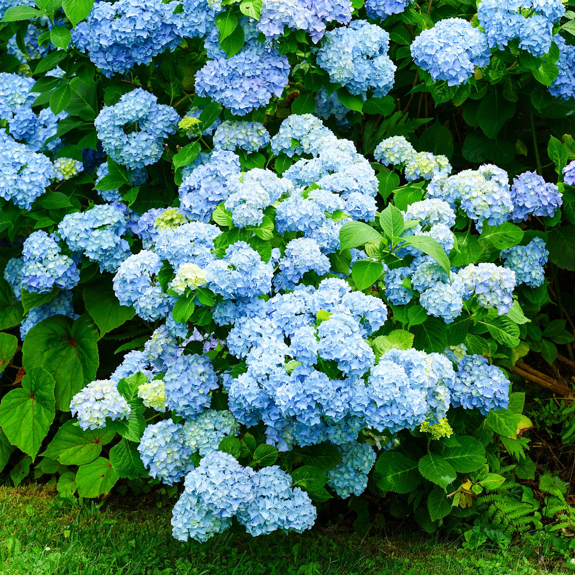 Hortensia macrophylla - Hortensia bleu - Hydrangea macrophylla
