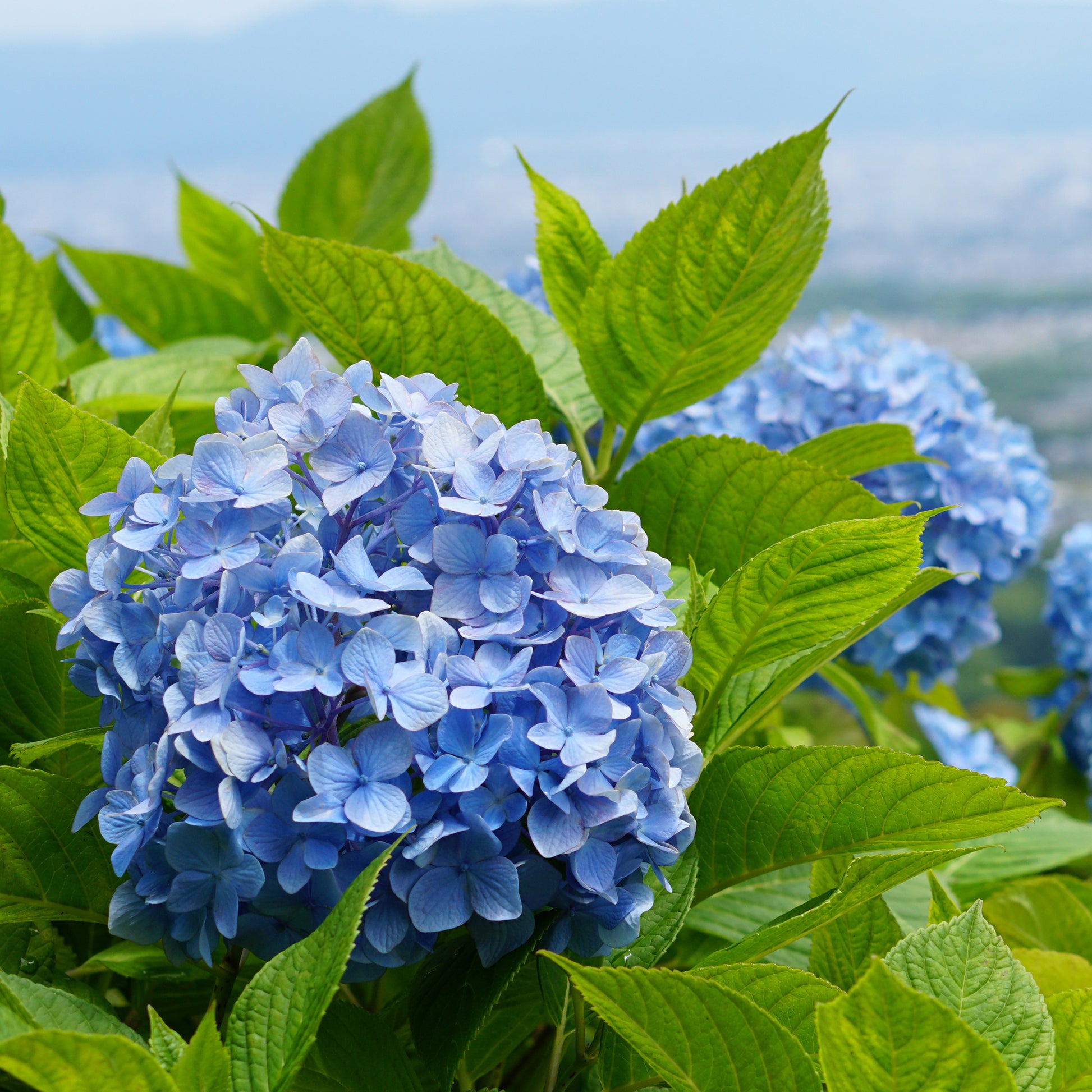 Vente Hortensia bleu - Hydrangea macrophylla