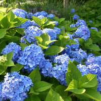 Hortensia bleu - Hydrangea macrophylla - Bakker