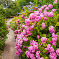 Hortensia rose - Bakker