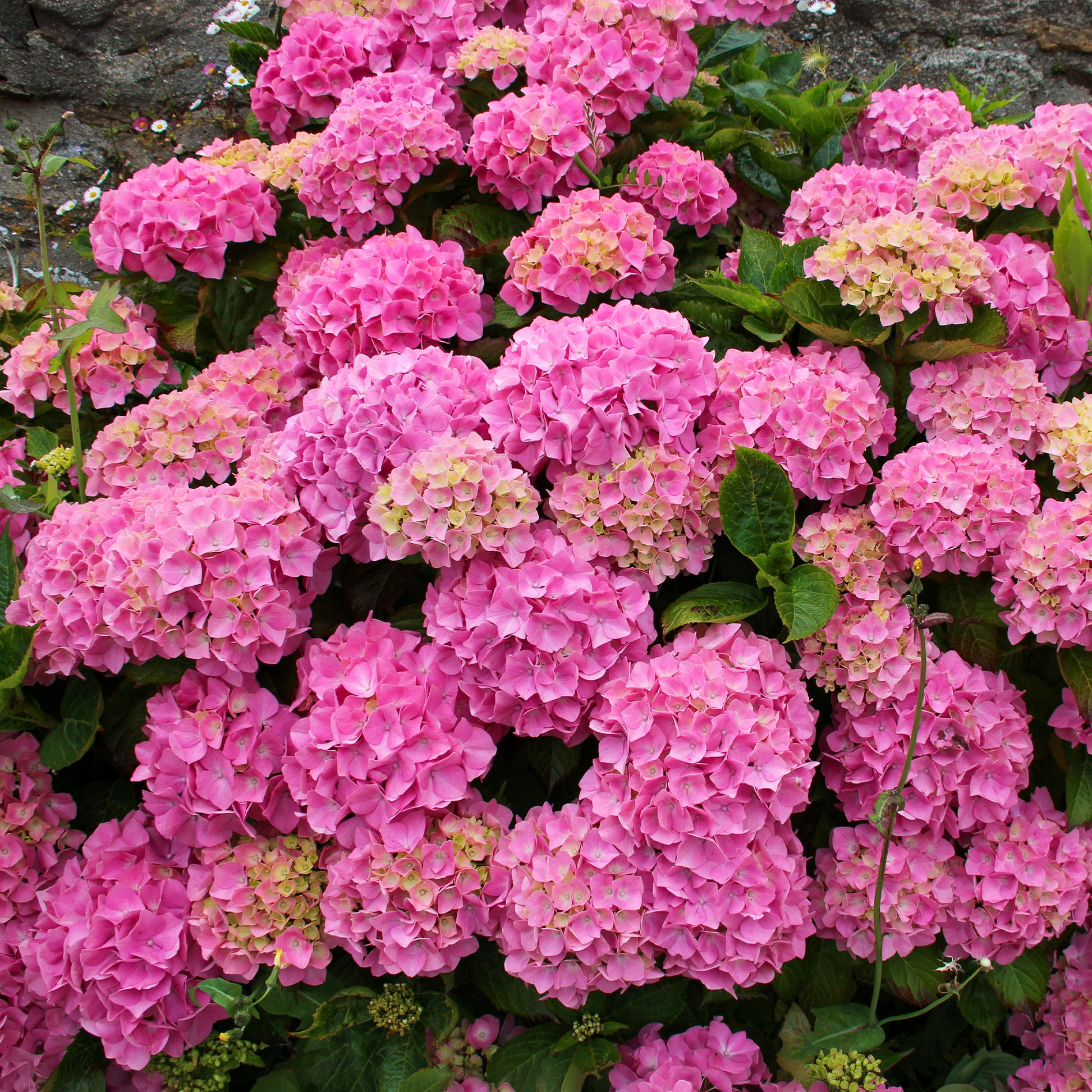 Vente Hortensia rose - Hydrangea macrophylla