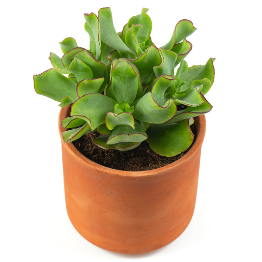 Crassula Arborescens 'Curly Green' - Bakker