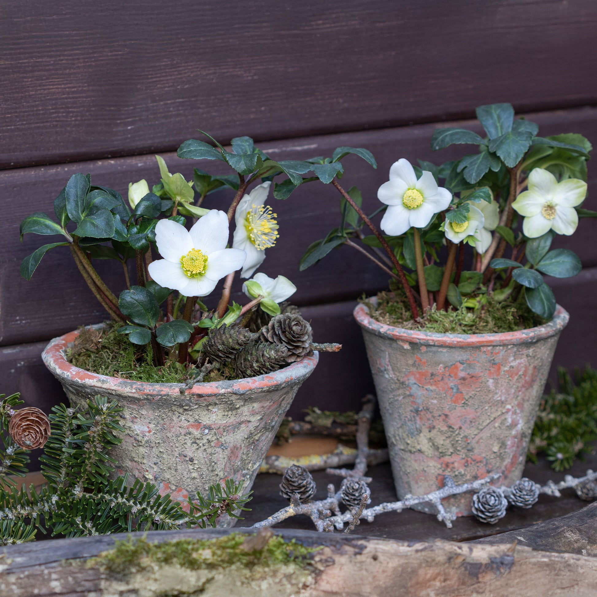 Hellébore 'Christmas Carol' - Bakker