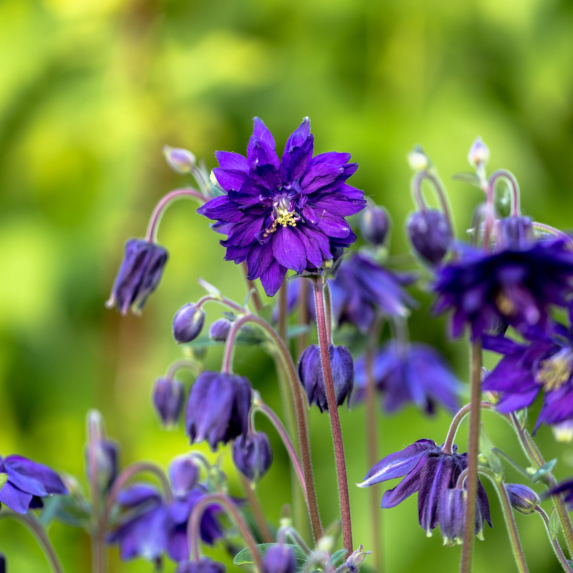 Vente Ancolie Hybride 'Blue Barlow'