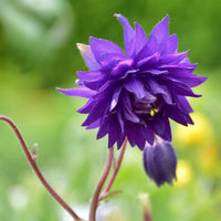 Aquilegia vulgaris Blue Barlow - Ancolie Hybride 'Blue Barlow' - Plantes vivaces