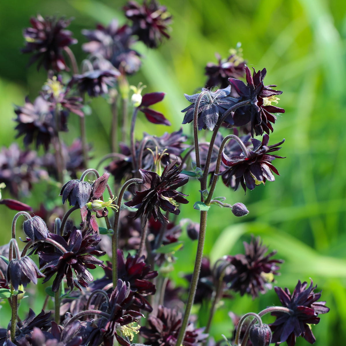 Ancolie - Ancolie des jardins 'Black Barlow' - Aquilegia vulgaris Black Barlow
