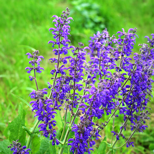 Sauge des prés - Bakker