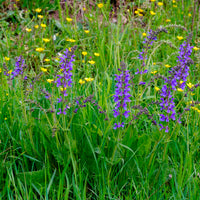 Sauges - Sauge des prés - Salvia pratensis