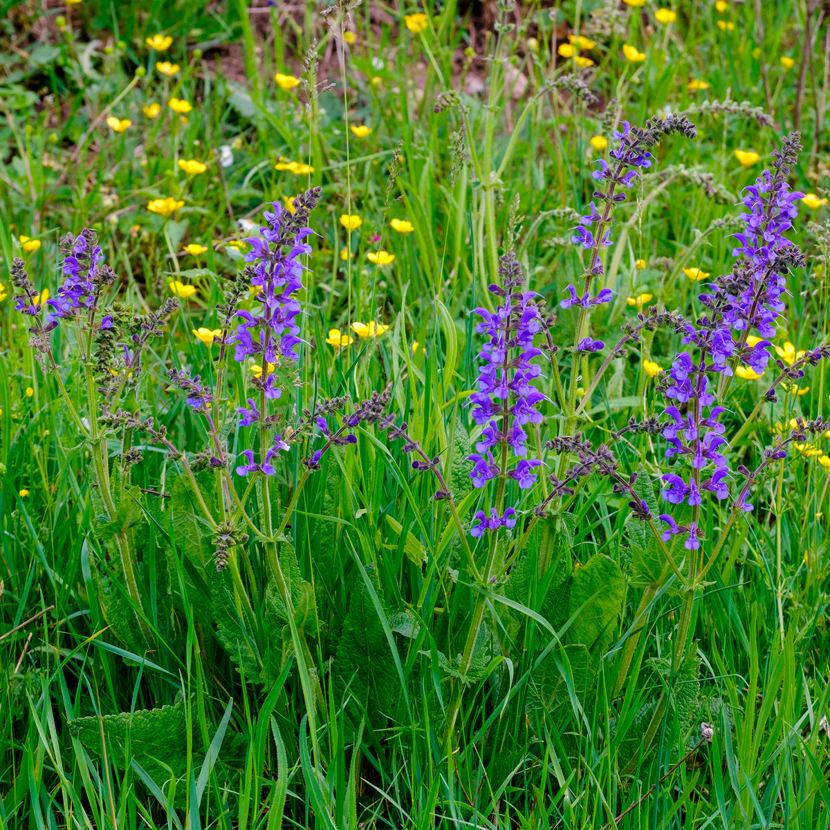 Sauges - Sauge des prés - Salvia pratensis