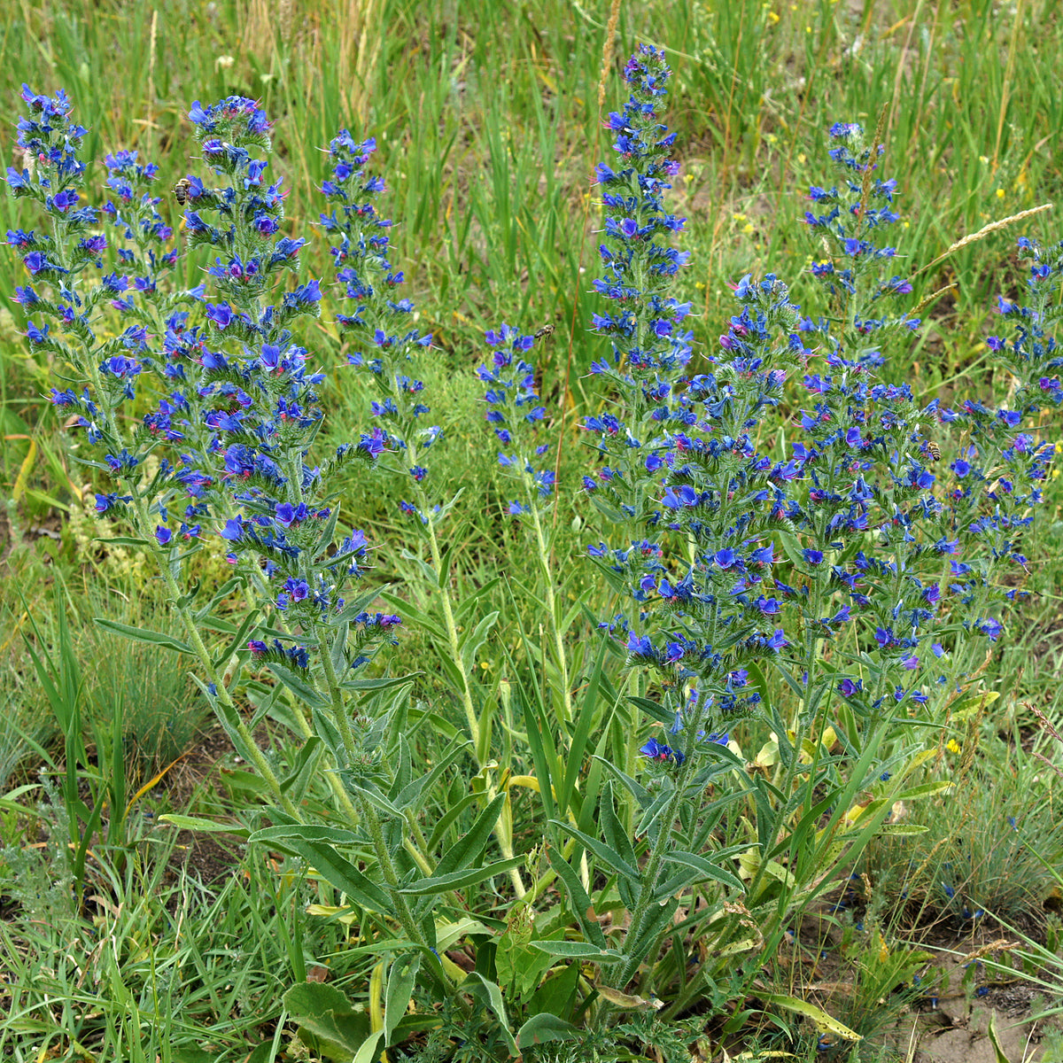 Vente Vipérine commune - Echium vulgare