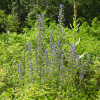 Echium vulgare - Vipérine commune - Plantes vivaces