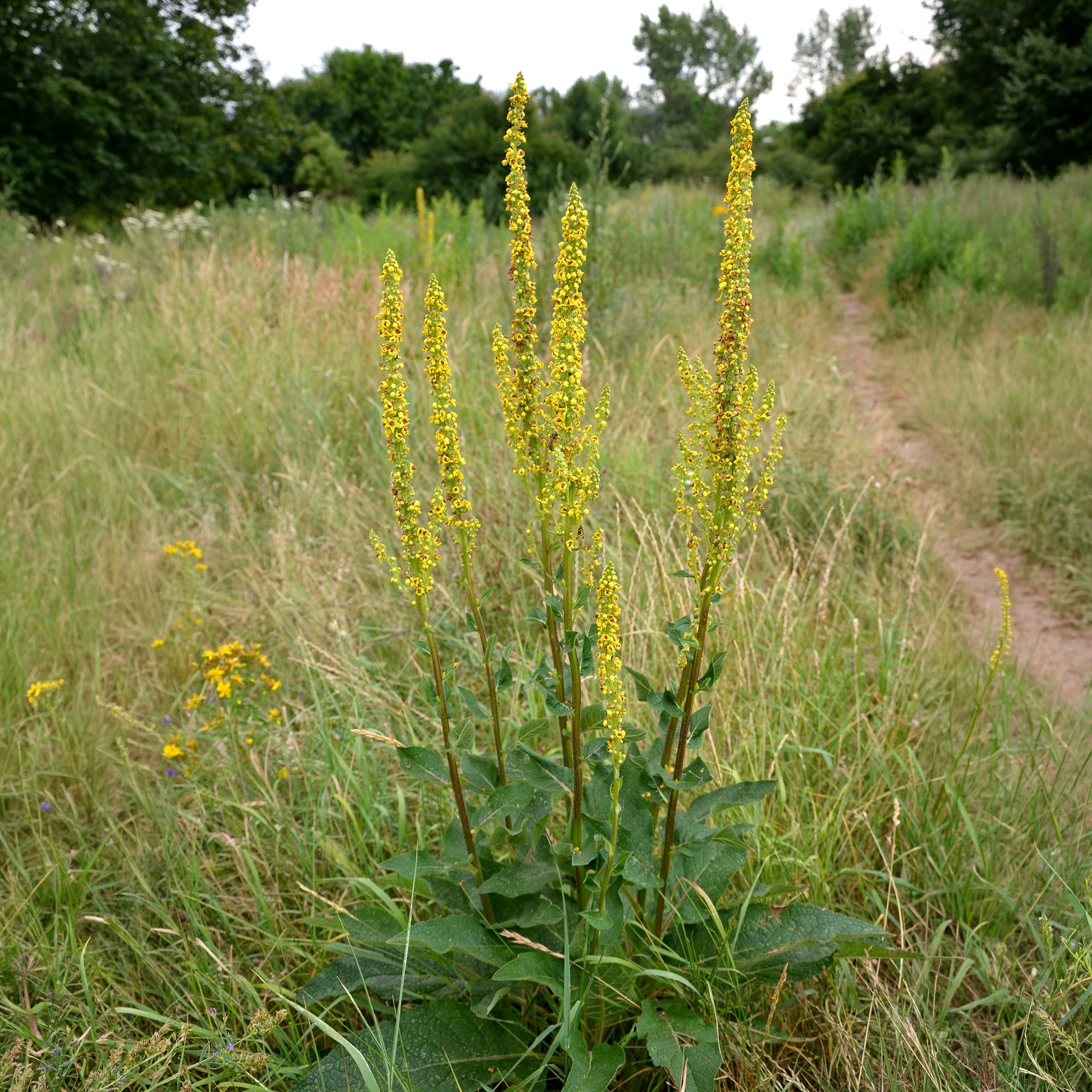 Molène noire Bouillon noir - Bakker