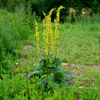 Plantes vivaces - Molène noire Bouillon noir - Verbascum nigrum