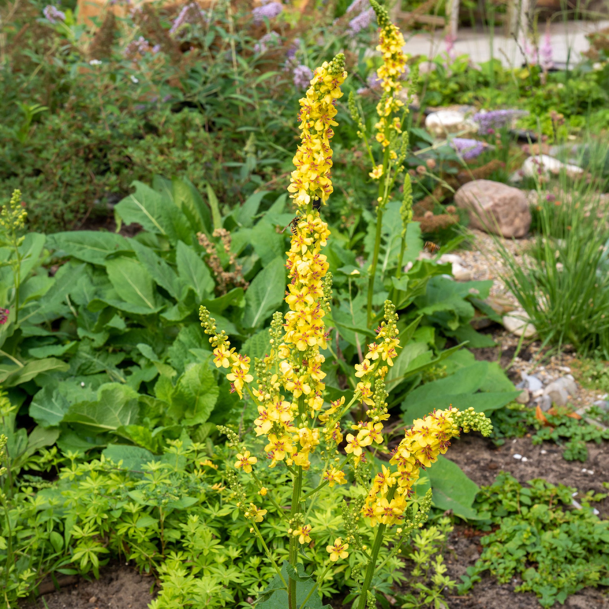 Verbascum nigrum - Molène noire Bouillon noir - Plantes vivaces