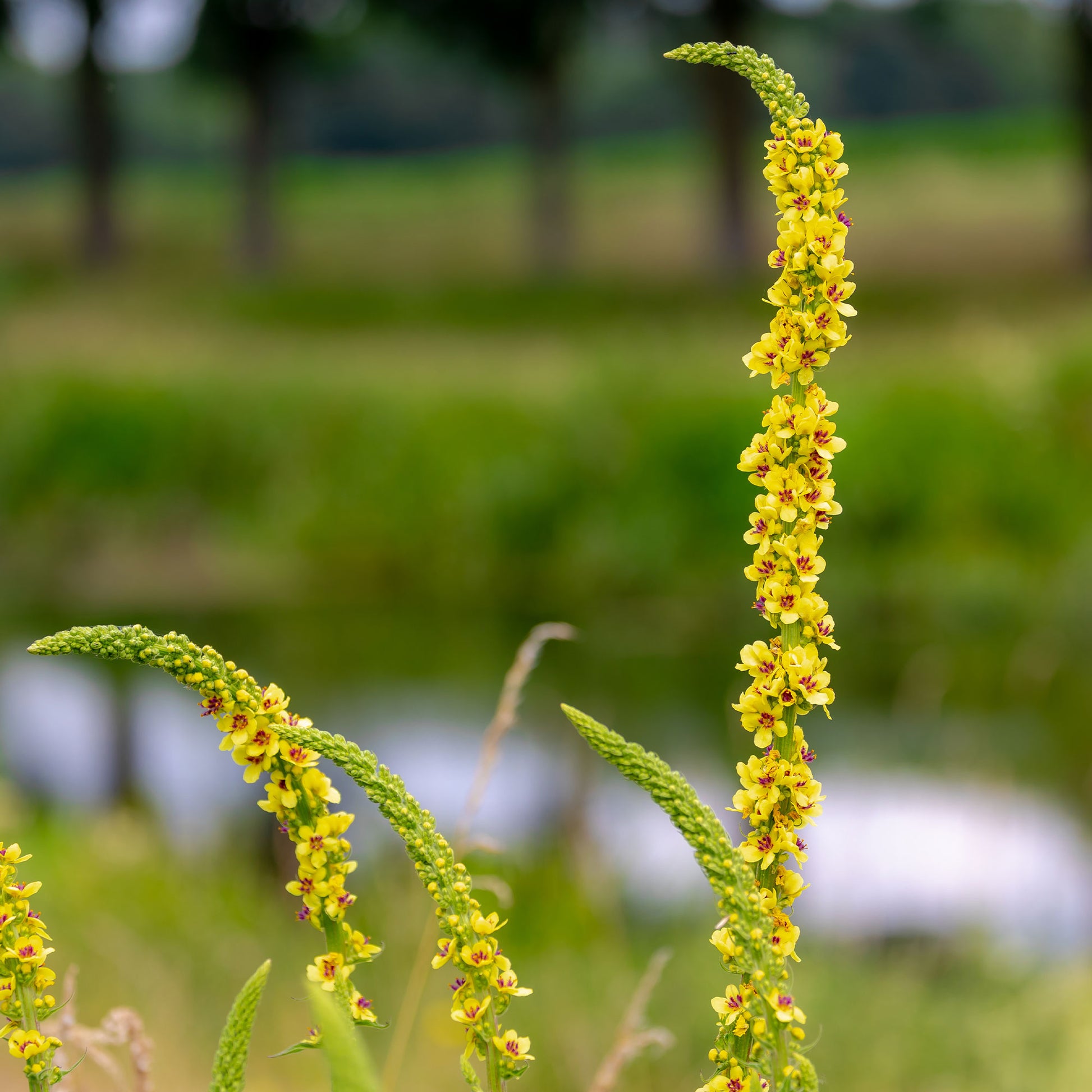 Molène noire Bouillon noir - Verbascum nigrum - Bakker