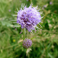 Plantes sauvages jardin - Succise des prés - Succisa pratensis
