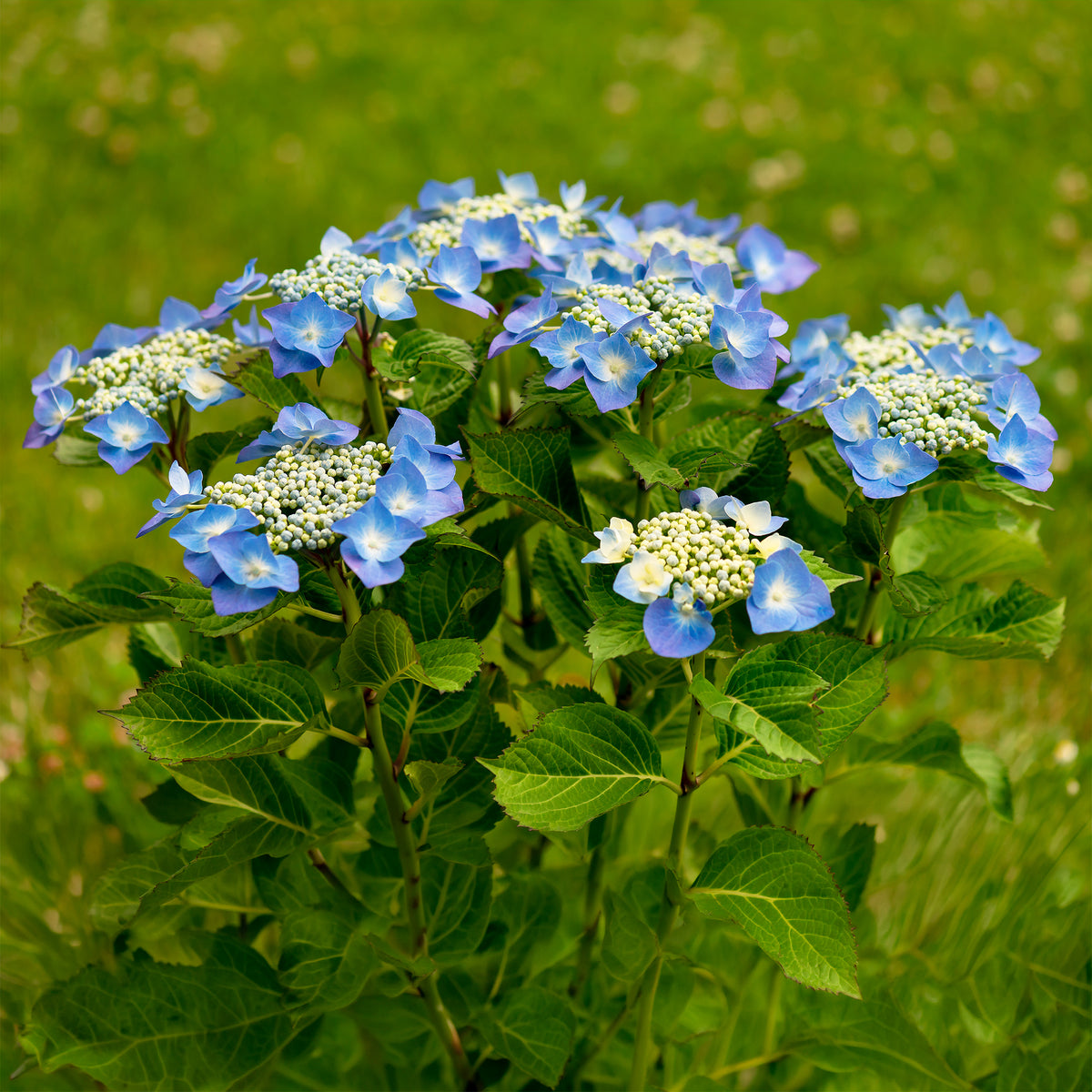 Hydrangea macrophylla teller blue - Hortensia 'Teller blue' - Hortensia macrophylla