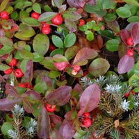 Gaultheria 'Big Berry' - Bakker