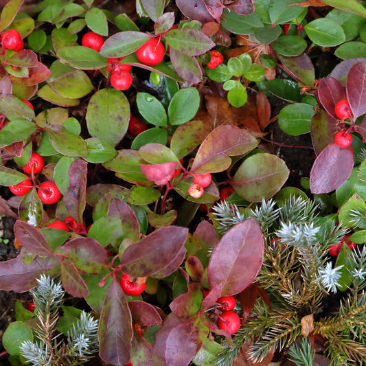 Gaultheria 'Big Berry' - Bakker