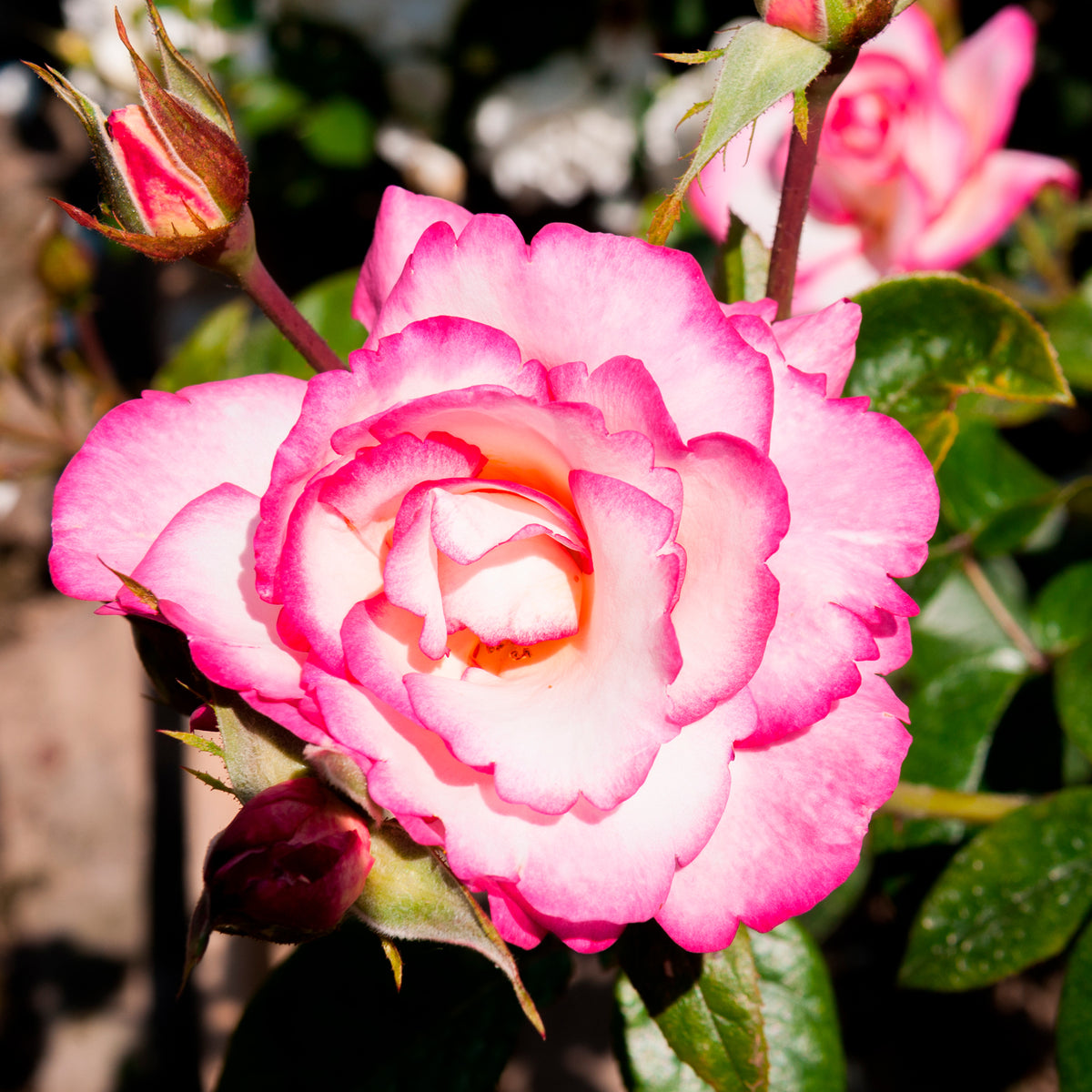 Rosiers grimpants - Rosier Grimpant 'Haendel' - Rosa Haendel