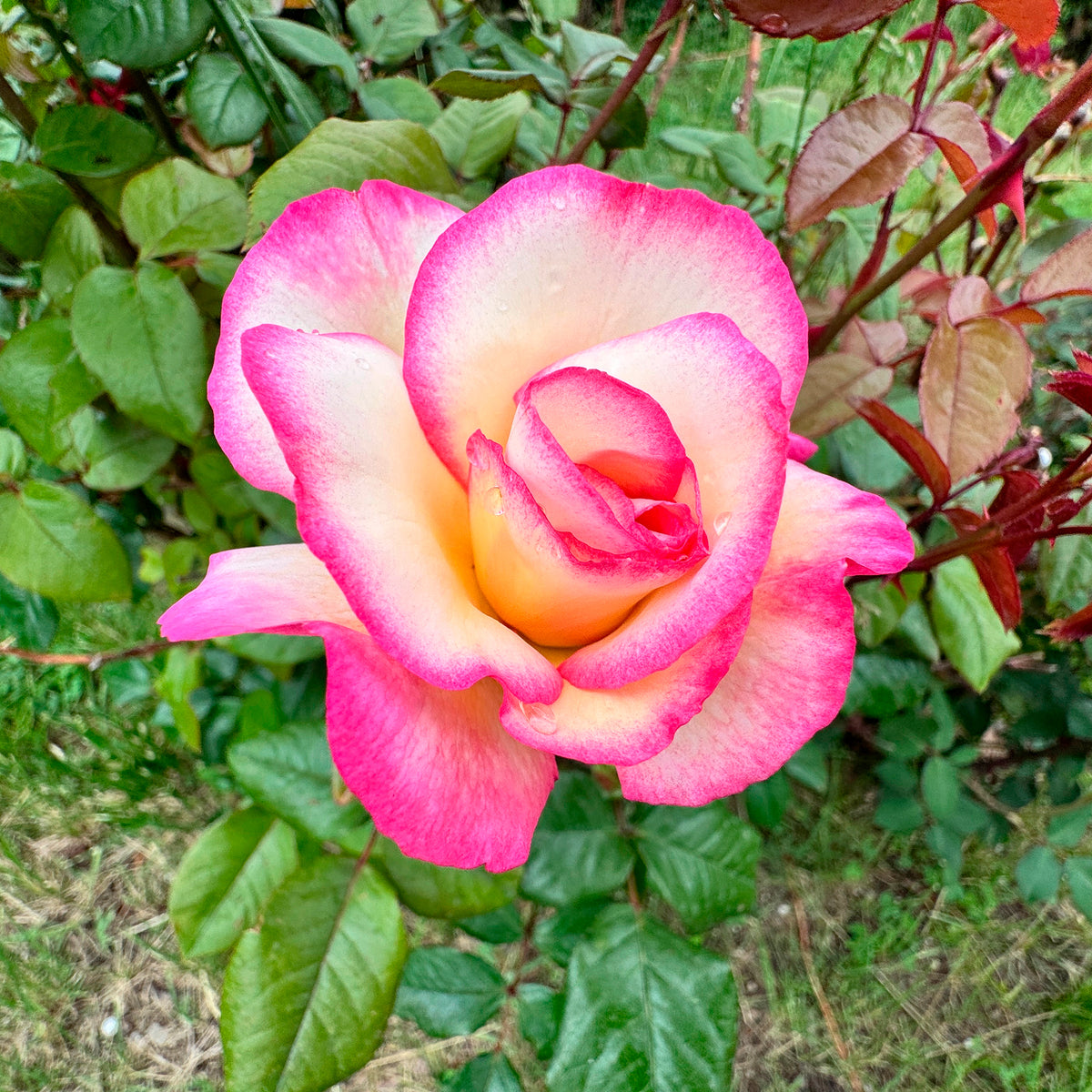 Rosier Grimpant 'Haendel' - Bakker