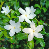 Jasminum polyanthum - Jasmin blanc d'hiver - Jasminum - Jasmin