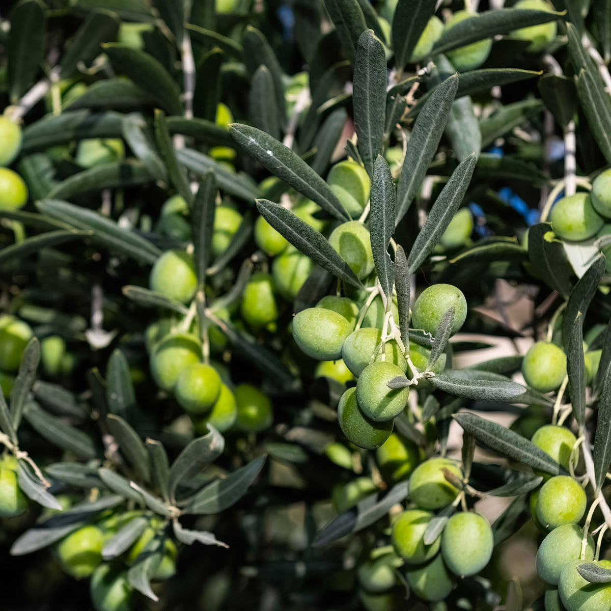 Vente Olivier - Olea europaea