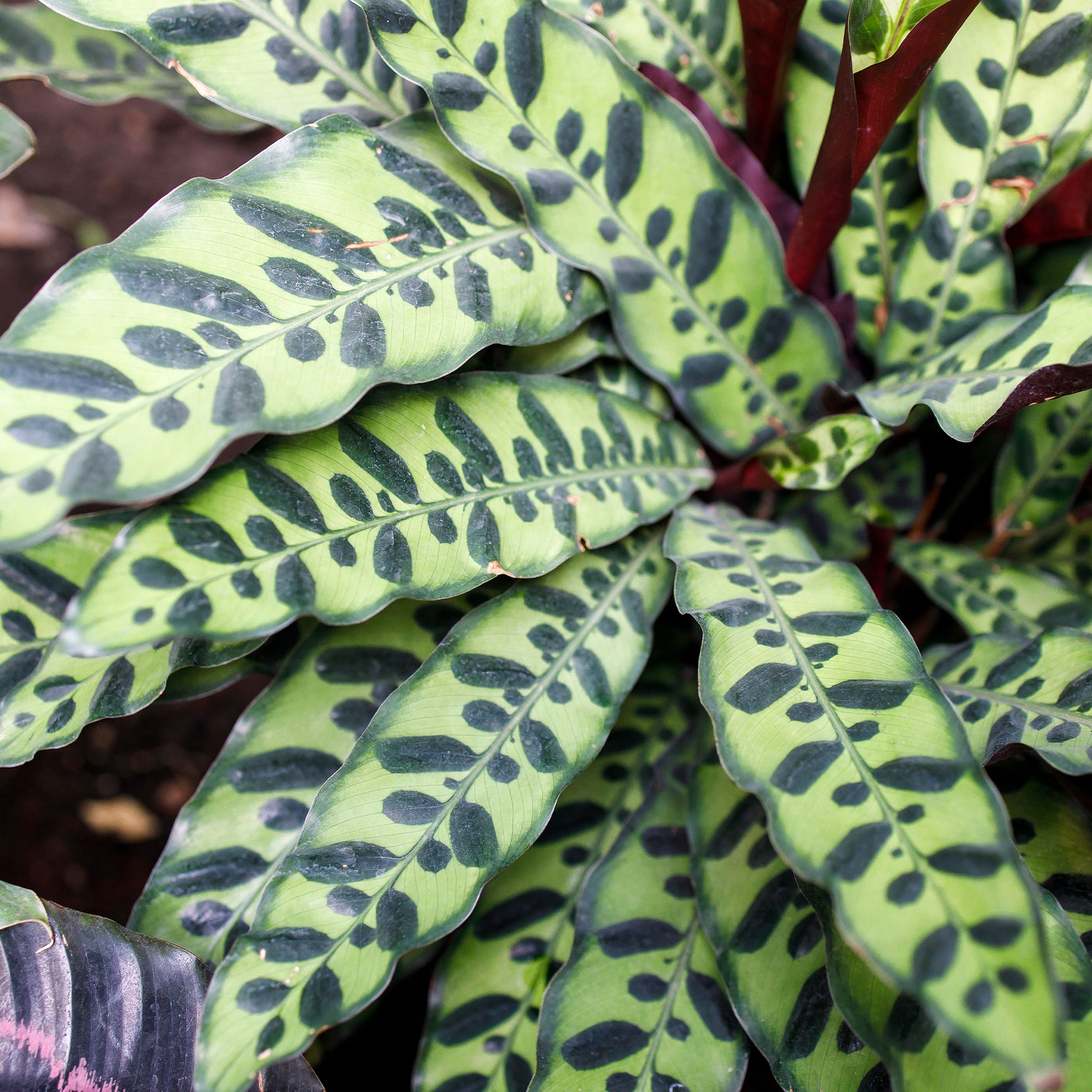 Calathea insignis - Calathea lancifolia 'Insigne' - Calathea