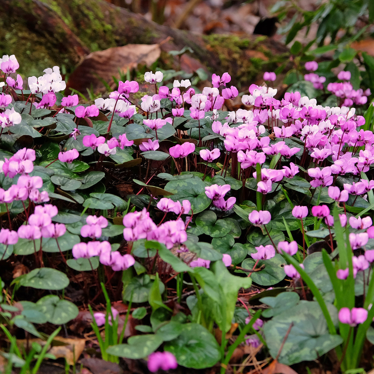 3 Cyclamens de l'île de Cos roses - Cyclamen coum - Bakker