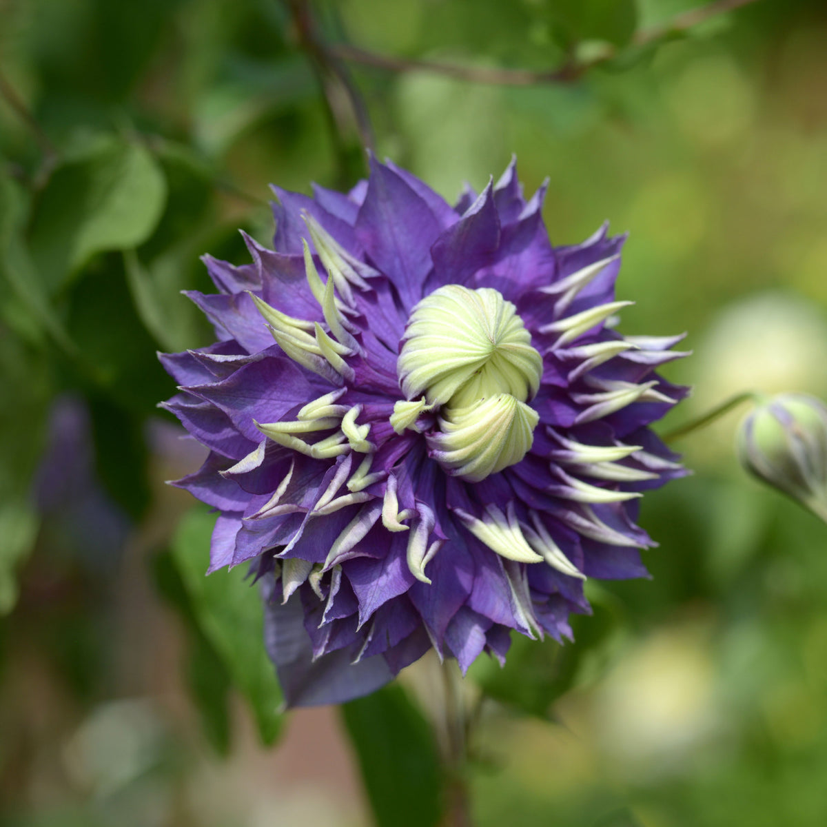 Clématite 'Taïga' - Clematis Taïga - Bakker