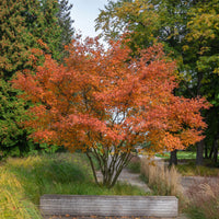 Vente Amélanchier de Lamarck - Amelanchier lamarckii