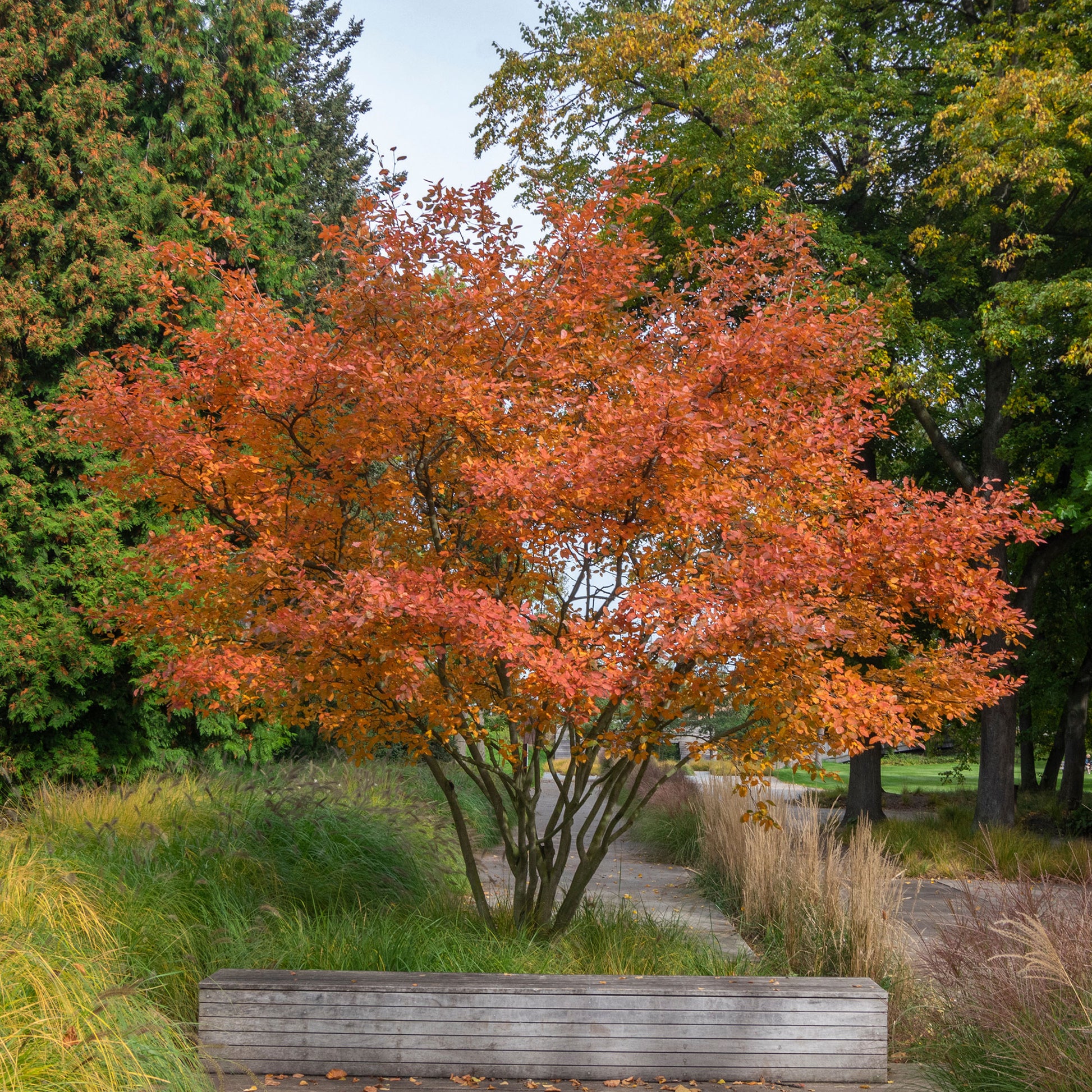 Vente Amélanchier de Lamarck - Amelanchier lamarckii