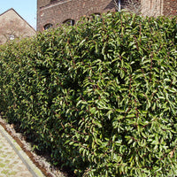 3 Lauriers du Portugal Angustifolia - Prunus lusitanica angustifolia - Bakker