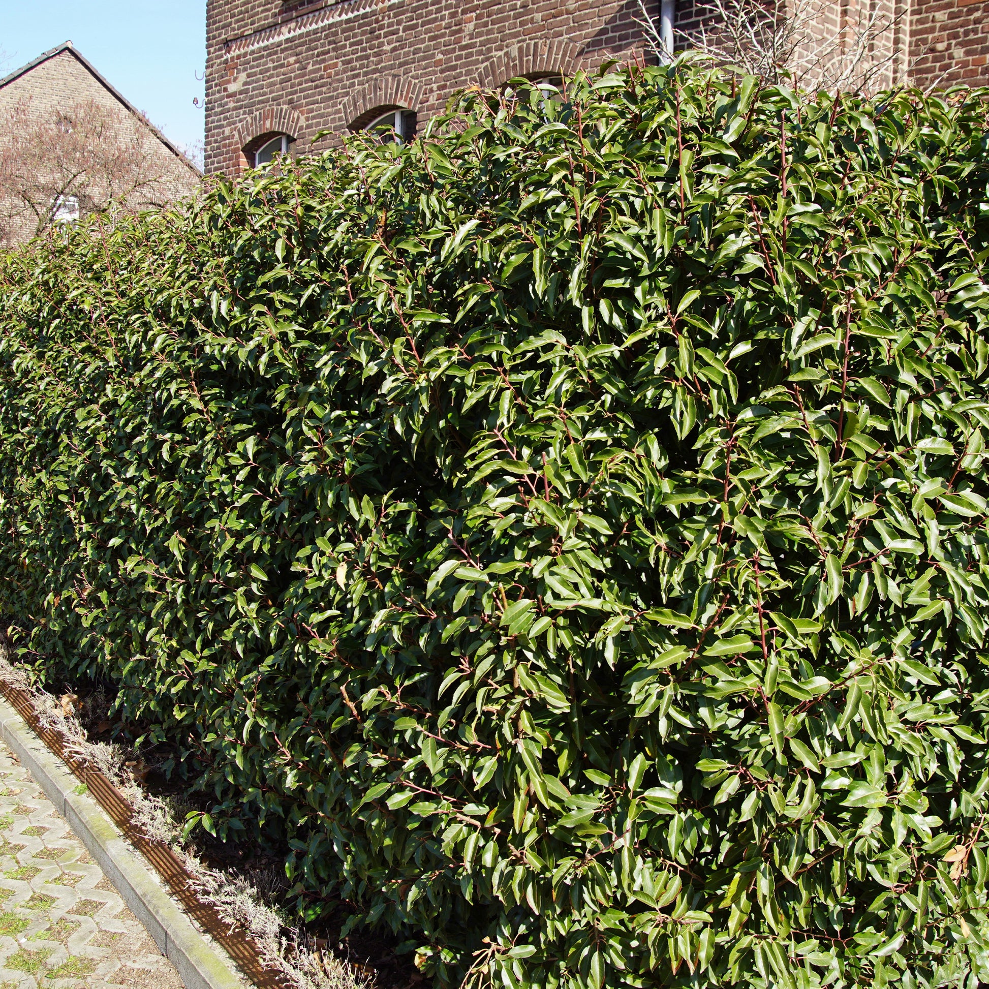 3 Lauriers du Portugal Angustifolia - Prunus lusitanica angustifolia - Bakker