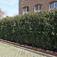 3 Lauriers du Portugal Angustifolia - Bakker