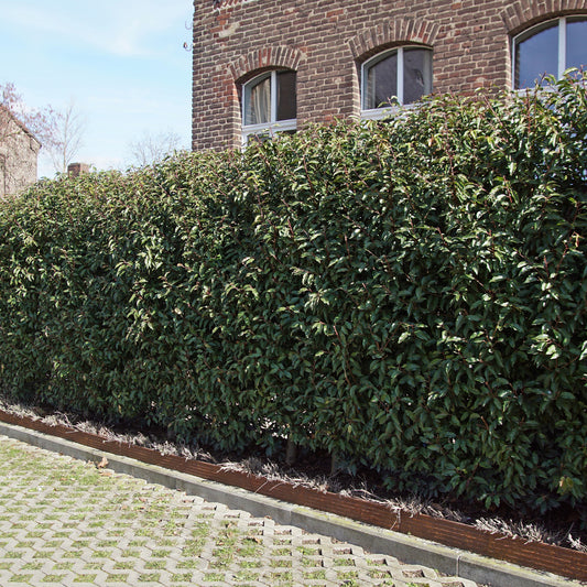 3 Lauriers du Portugal Angustifolia - Bakker