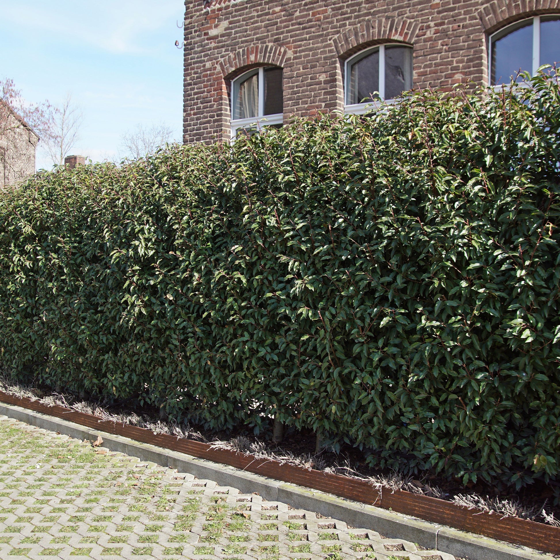 3 Lauriers du Portugal Angustifolia - Bakker