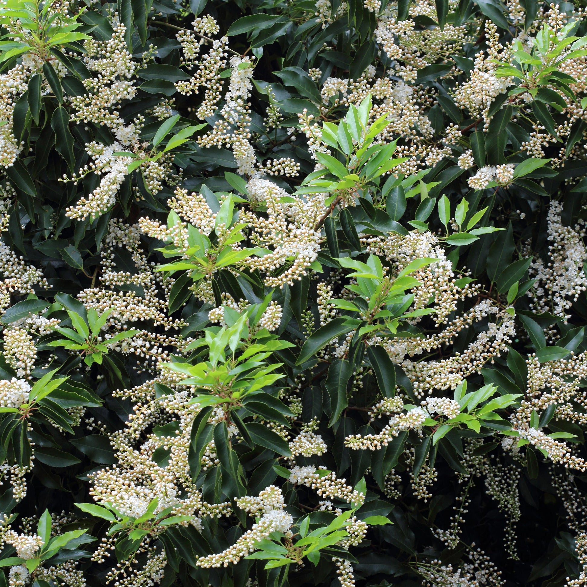 Prunus lusitanica angustifolia - 3 Lauriers du Portugal Angustifolia - Arbustes fleuris