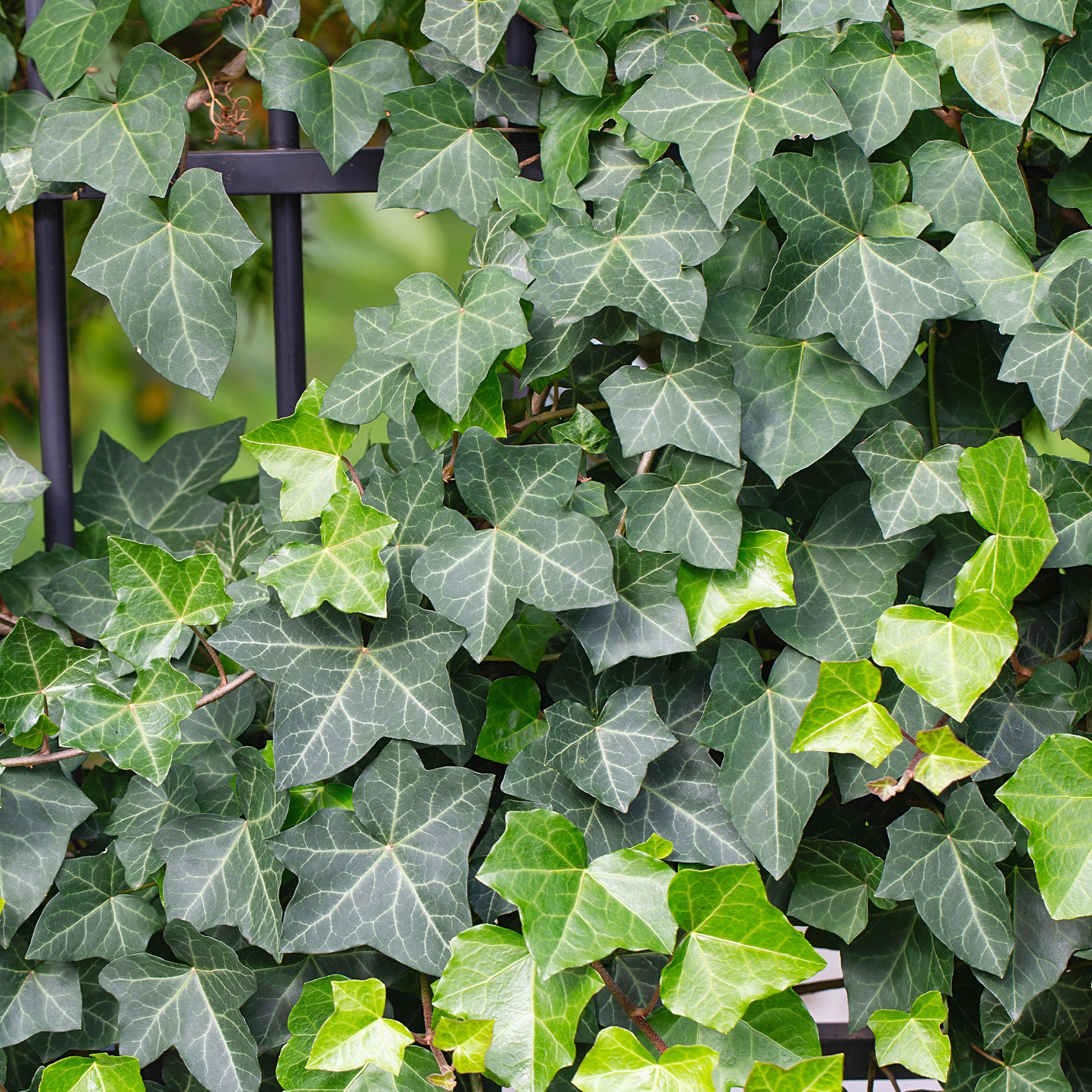 Lierre grimpant - Hedera helix - Bakker