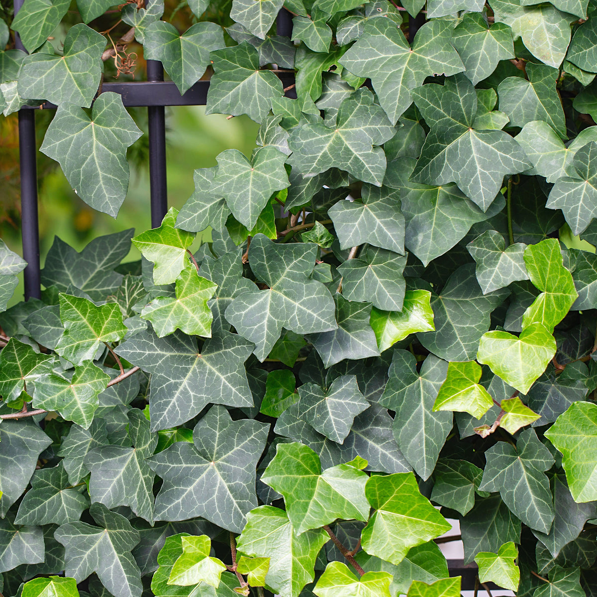 Lierre grimpant - Lierre commun - Hedera helix - Bakker