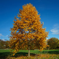 Vente Tulipier - Liriodendron tulipifera danny