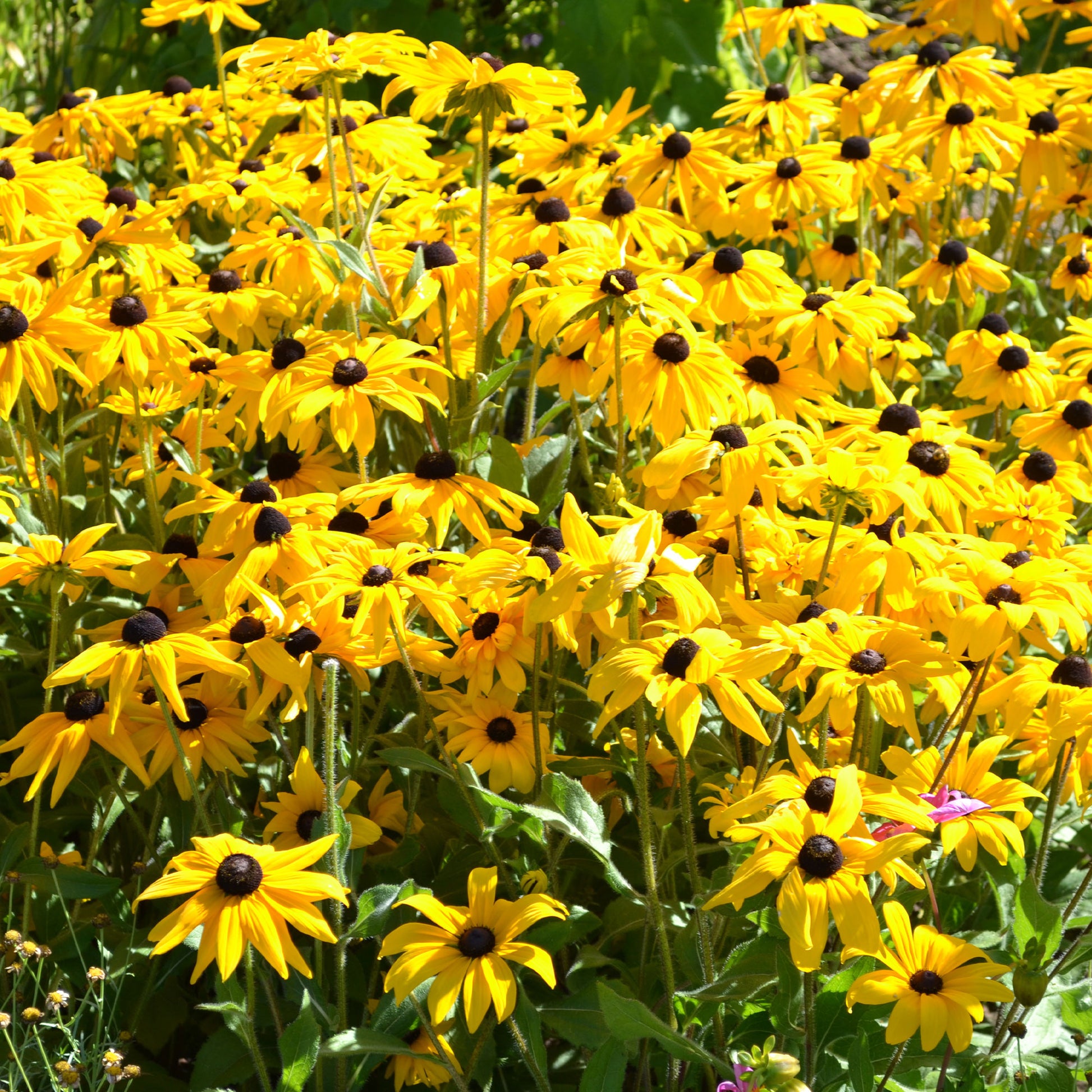 Rudbeckia Goldsturm - Bakker