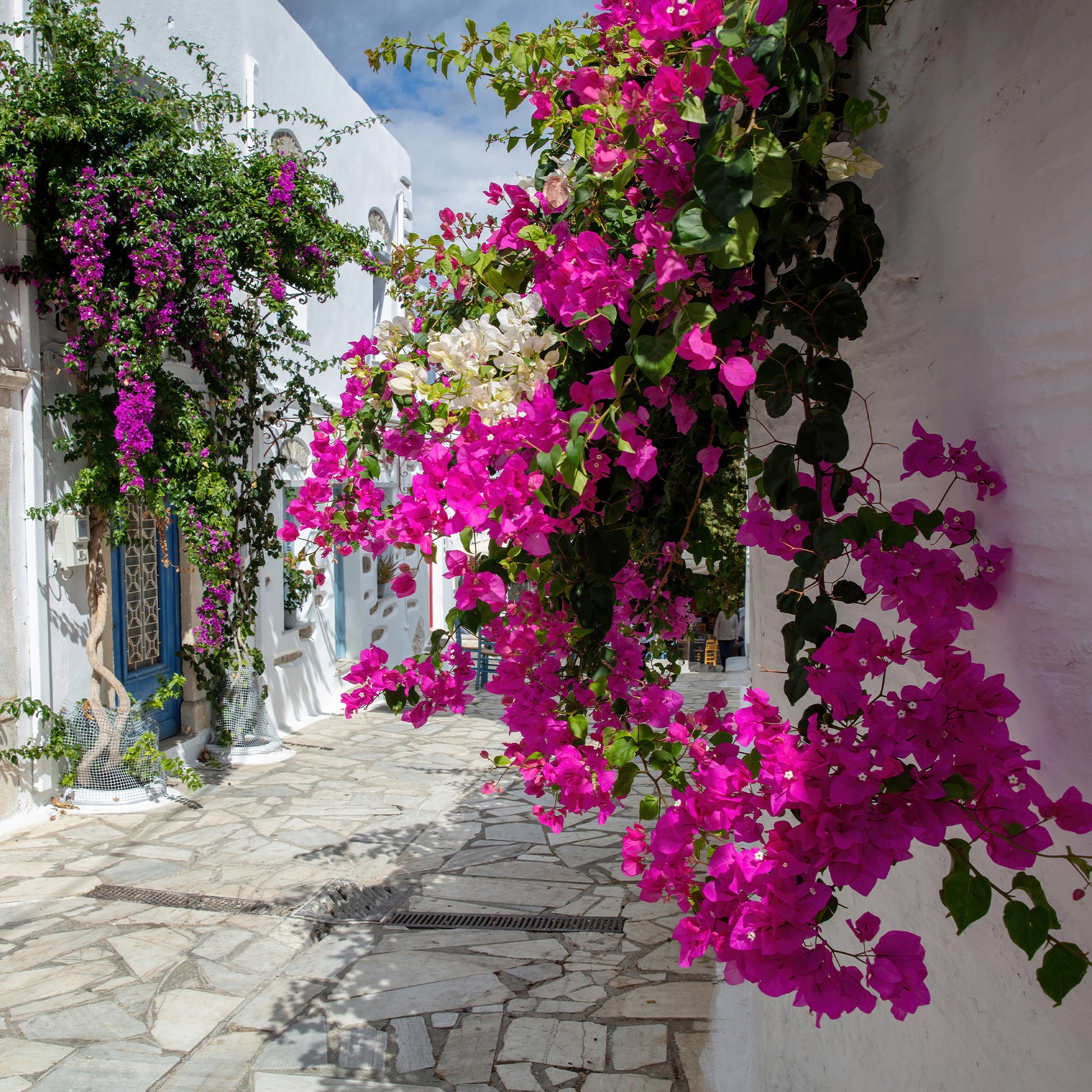 Bougainvillier - Bougainvillier rose - Bougainvillea pink