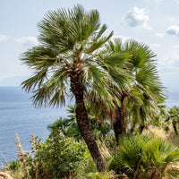 Chamaerops humilis - Palmier nain de Méditerranée - Palmiers